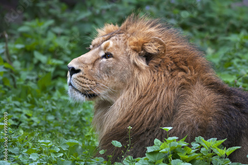 Side face portrait of an Asian lion  lying among green grass. The King of beasts  biggest cat of the world. The most dangerous and mighty predator of the world. Wild beauty of the nature.