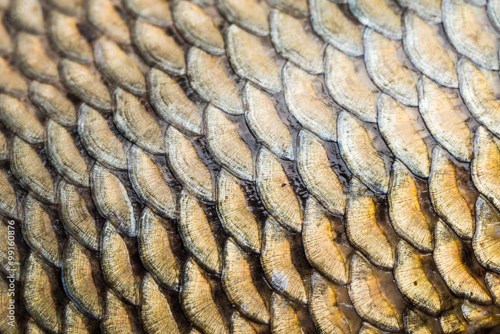 Carp fish scales grunge texture back ground Carp fish scales grunge texture back ground