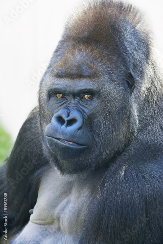 Portrait of a gorilla male, severe silverback. Menacing expression of the great ape, the most dangerous and biggest monkey of the world. The chief of a gorilla family. © andamanec