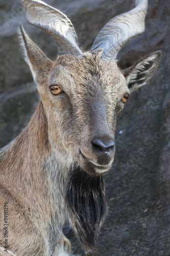 The head and shoulder of a markhor male. Majestic goat on rocky background. Wild animal alpinist with awful screw horns. Wild beauty of the great buck.