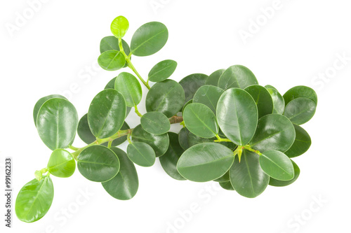 top leaves on a white background