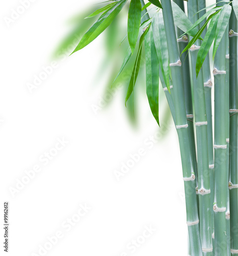 Fototapeta Naklejka Na Ścianę i Meble -  green bamboo with leaves