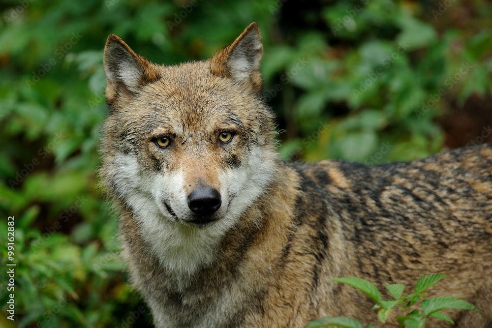 The gray wolf (canis lupus)