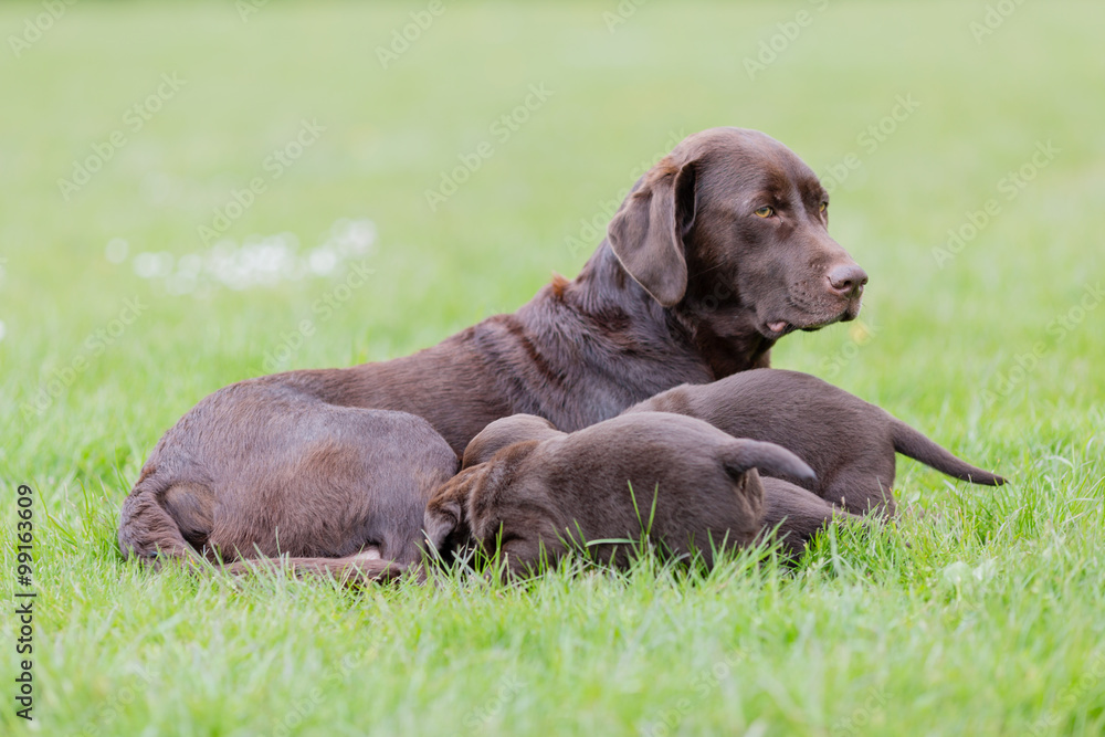 Brown labrador retriever mother with her litter of puppies Brown labrador retriever mother with her litter of puppies