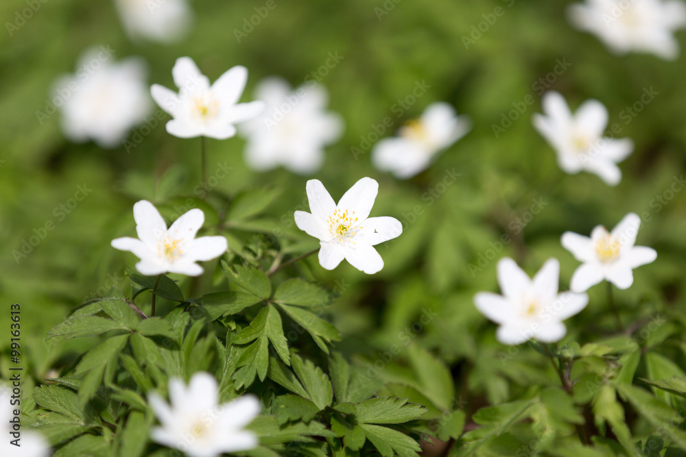 White anemone flower in blossom White anemone flower in blossom