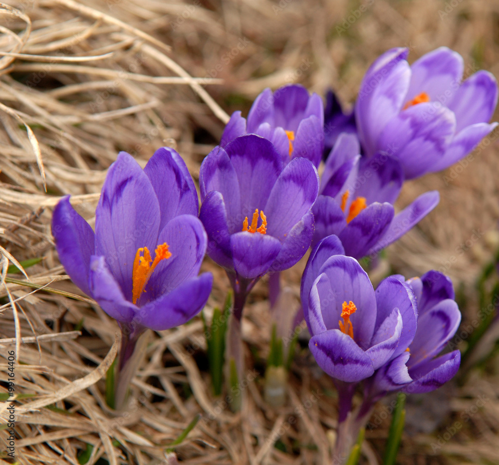 violet crocuses in nature violet crocuses in nature