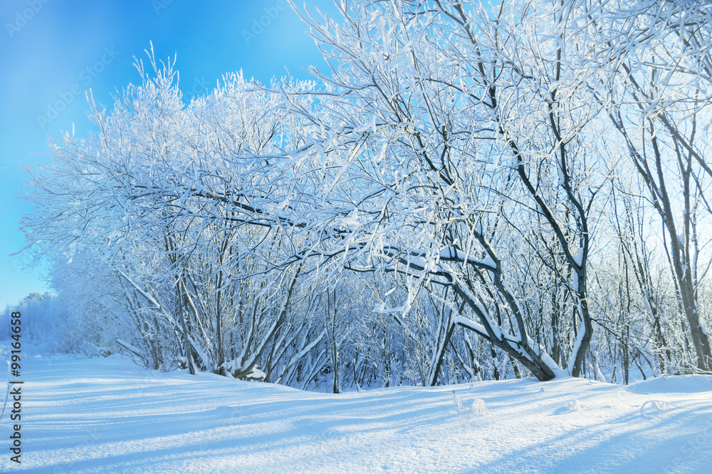 Fototapeta premium Winter landscape with trees covered with snow