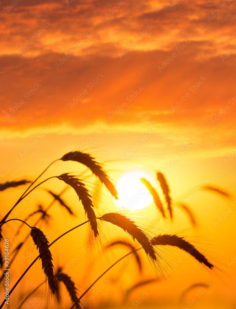 Ripe ears of wheat against the backdrop of the sunset sky Ripe ears of wheat against the backdrop of the sunset sky