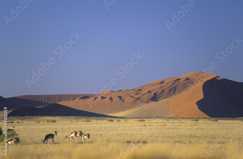 Namibia   Namib-Naukluft desert