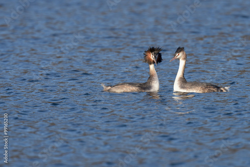 Great Crested Grebe, Podiceps cristatus