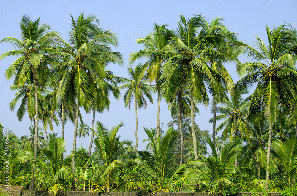 Naklejka premium palm grove in India