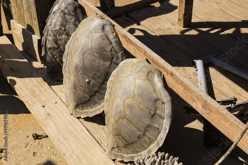 Canvas Print Illegal tortoise shell market