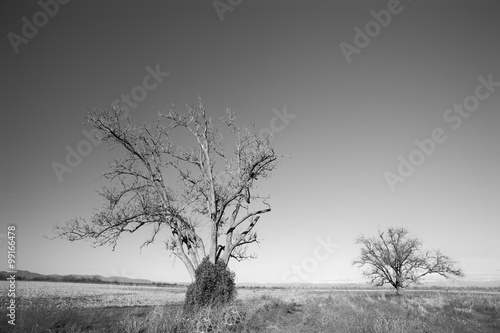 black and white landscape with two strage trees in the field 