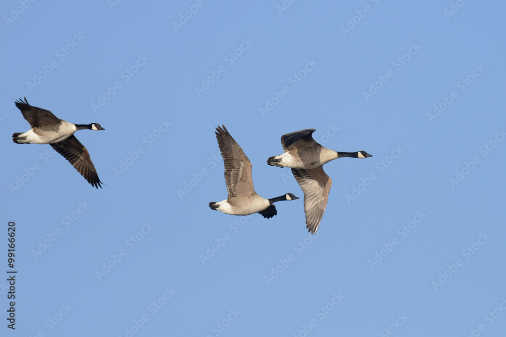Obraz premium Canada Goose, Branta canadensis