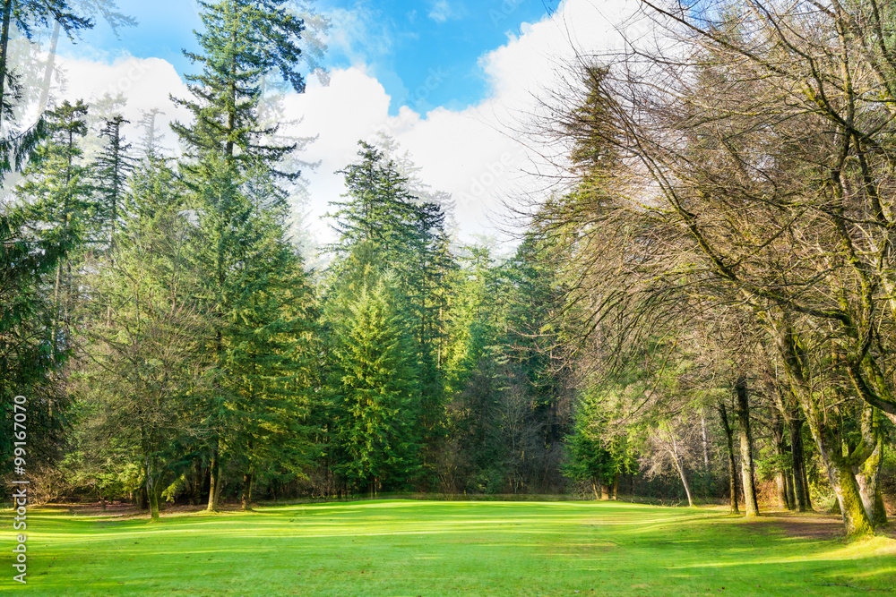 Obraz premium Green lawn with trees in the park