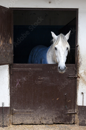 Fototapeta Naklejka Na Ścianę i Meble -  White horse in stable