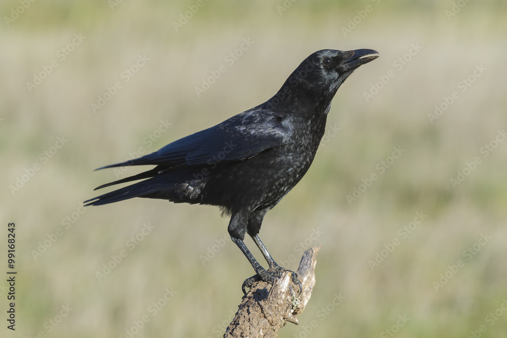 Obraz premium Common crow, ( Corvus corone), perched on a branch