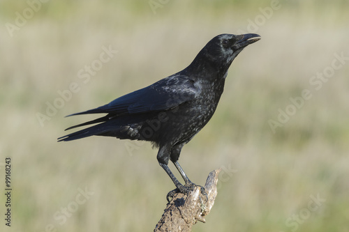 Common crow, ( Corvus corone), perched on a branch