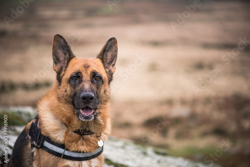 Fototapeta Naklejka Na Ścianę i Meble -  Working doog alsatian portrait outdoor