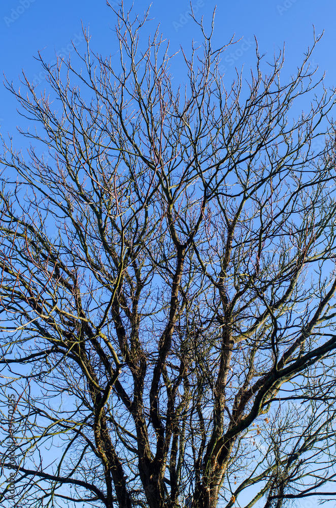 bare tree branches reaching up into the clear blue sky on a sunny winter day bare tree branches reaching up into the clear blue sky on a sunny winter day