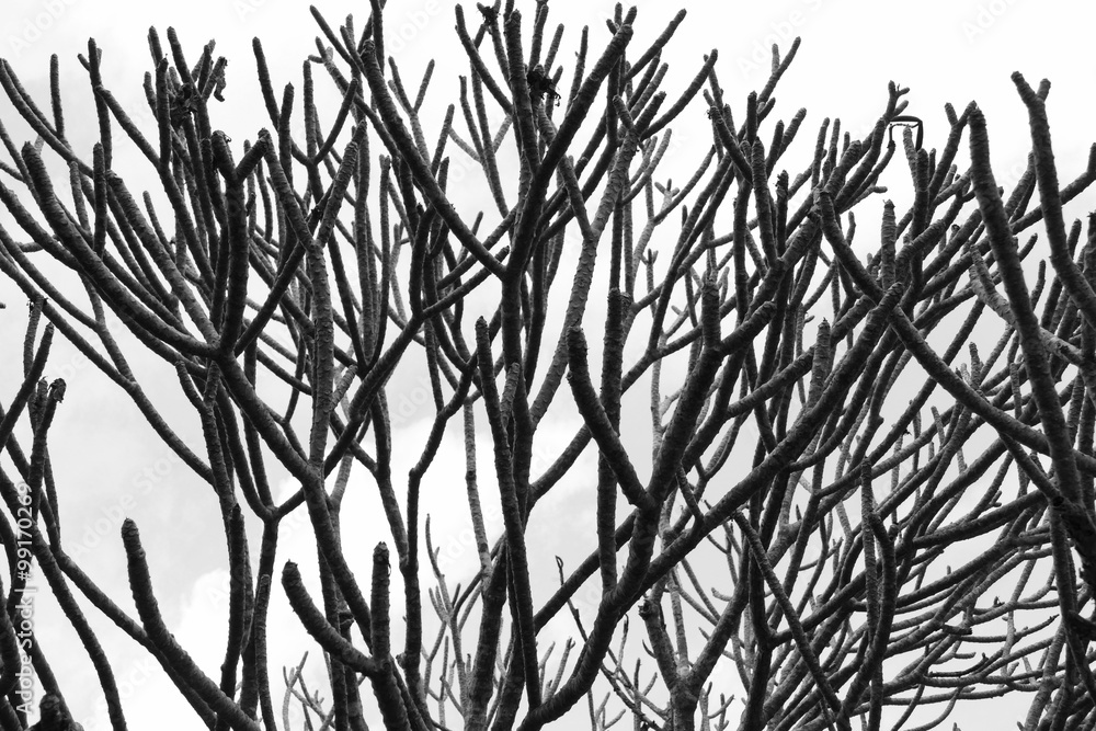 bare branch of frangipani tree - obrazy, fototapety, plakaty 