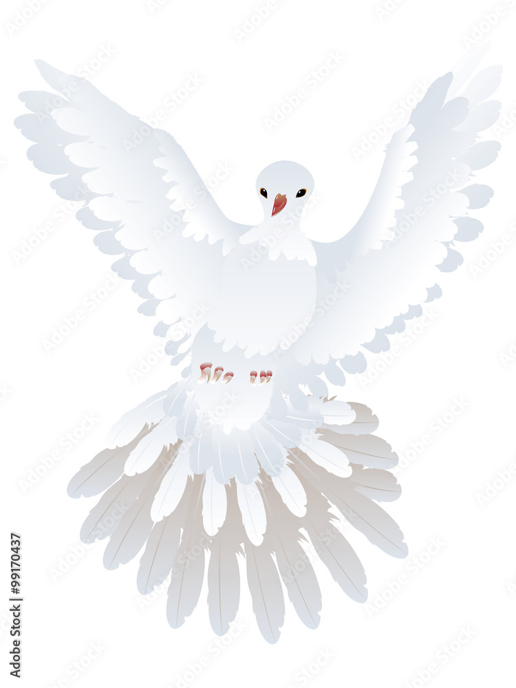 Fototapeta premium White Pigeon Illustration