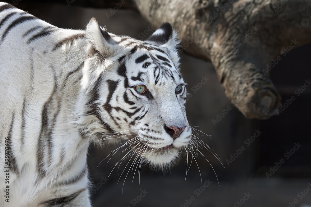 Fototapeta premium Stare of walking white bengal tigress Kali