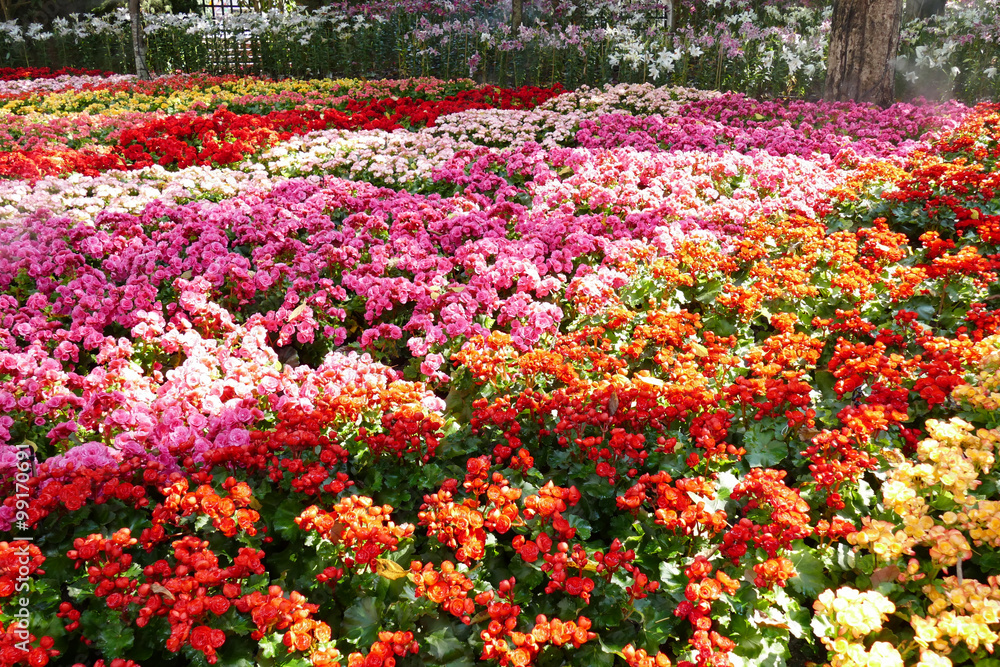 blooming flower at the flowerbed blooming flower at the flowerbed