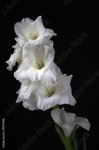 weiße Gladiole photo