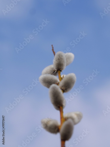 Pussy Willow Catkins photo