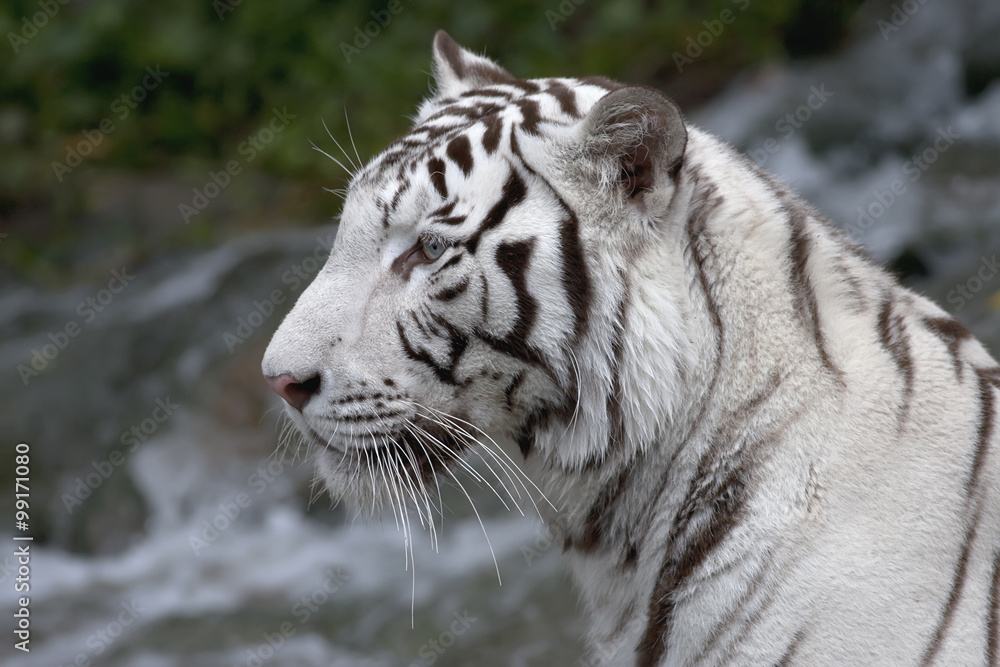 Fototapeta premium Side face portrait of a white bengal tiger