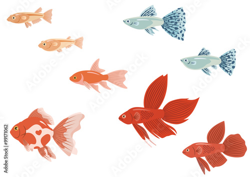 aquarium fish / 観賞魚(金魚 和金  琉金、ヒメダカ、グッピー・ブルーグラス、トラディショナルベタ)
