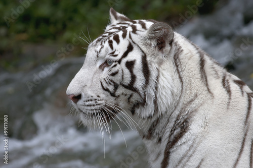 Side face portrait of a white bengal tiger