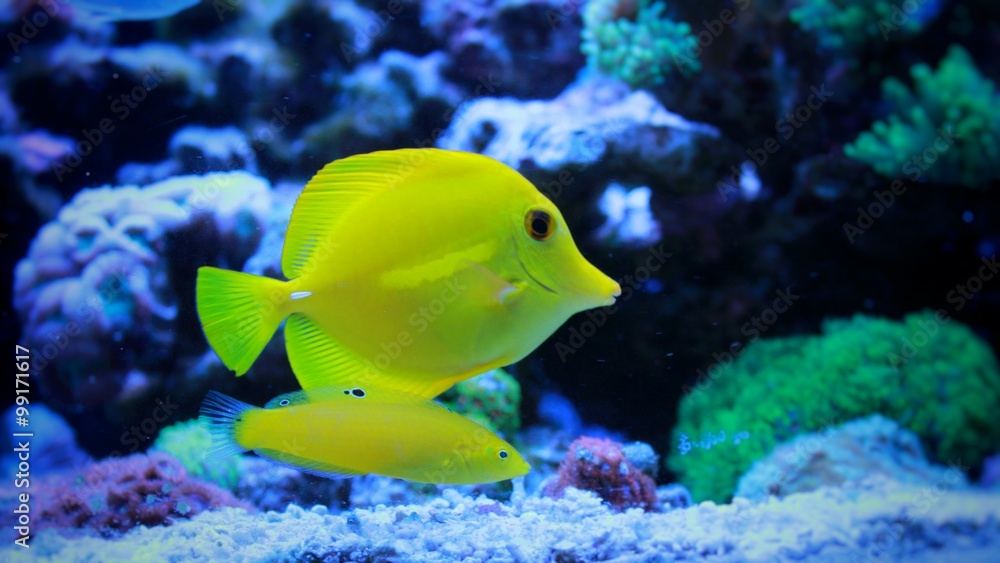 Yellow tang & Yellow Wrasse in reef aquarium Yellow tang & Yellow Wrasse in reef aquarium