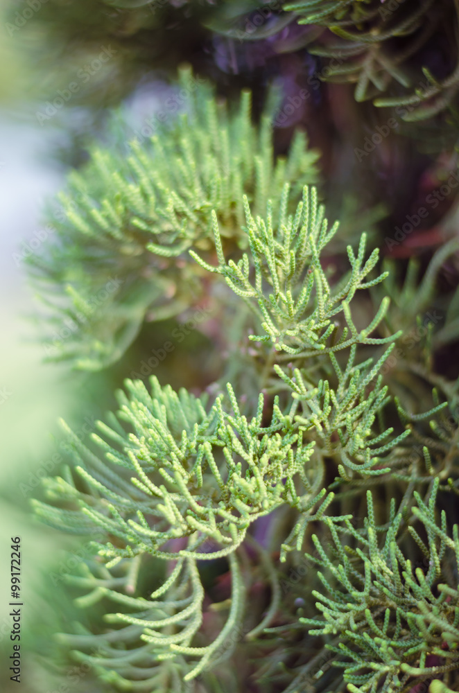 Juniper Tree In Winter Foggy Morning (soft focus background). Juniper Tree In Winter Foggy Morning (soft focus background).