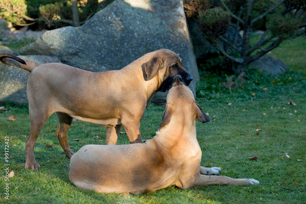 female of Fila Brasileiro (Brazilian Mastiff) female of Fila Brasileiro (Brazilian Mastiff)