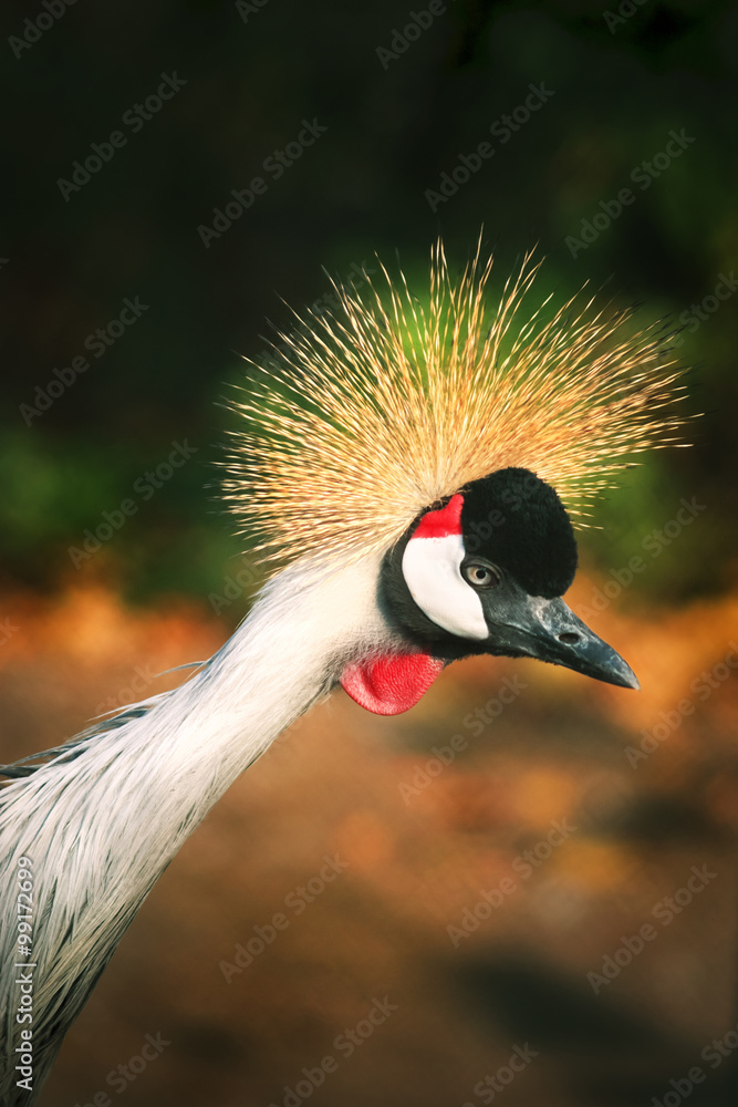 Fototapeta premium crowned crane on colorful background
