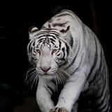 danger white tiger on black background