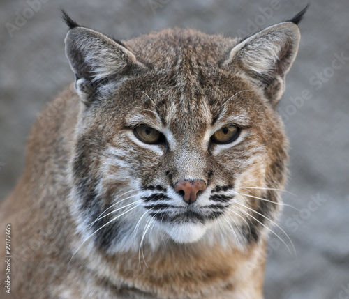 frowning look of a red Сanadian bobcat