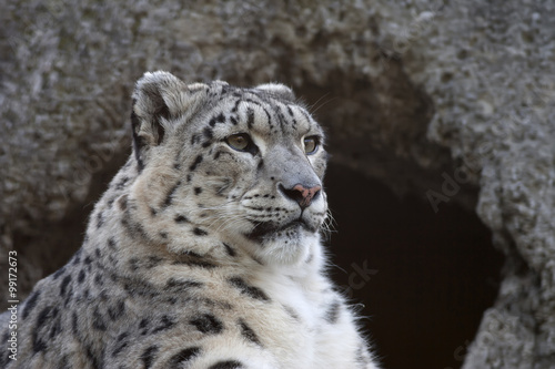 Half face portrait of a snow leopard
