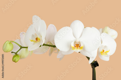 Fototapeta Naklejka Na Ścianę i Meble -  romantic branch of white orchid on beige background