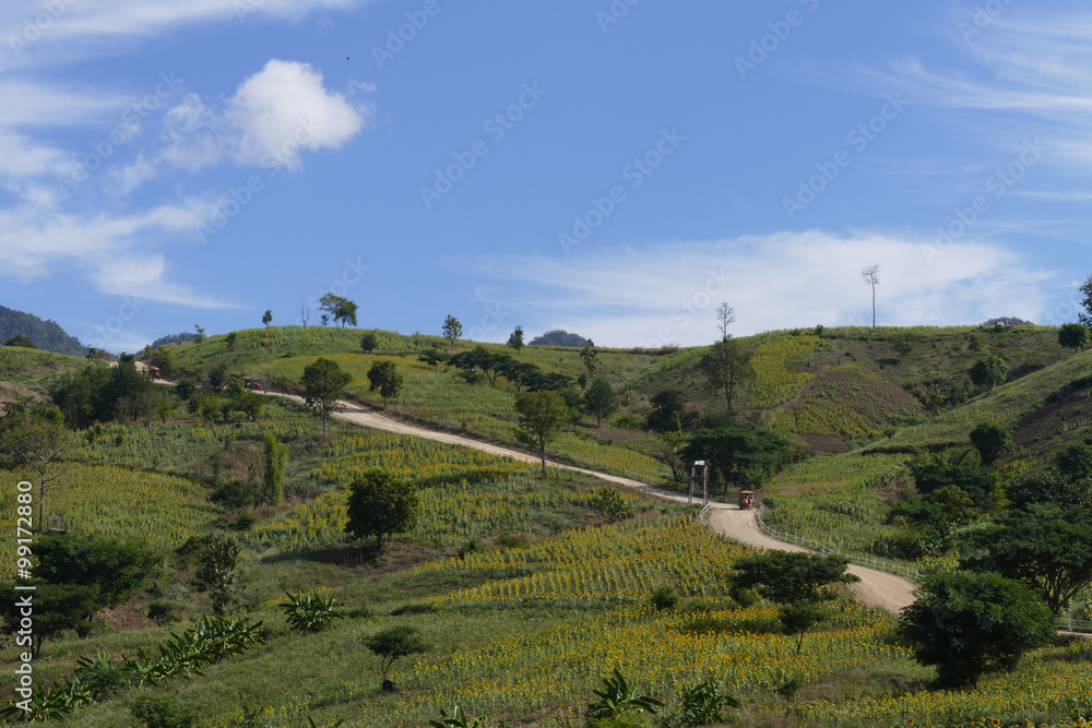 tourist on rickshaw travel in sunflower field on the mountain in tourist on rickshaw travel in sunflower field on the mountain in