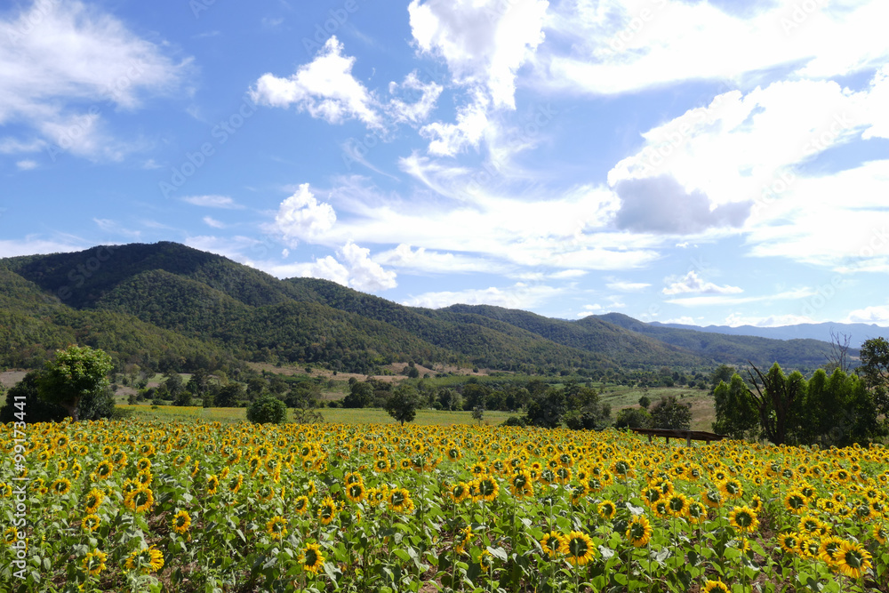 sunflower field on the mountain