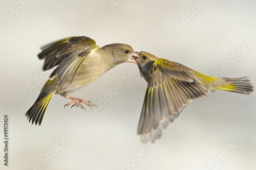 Greenfinch in flight © Montipaiton