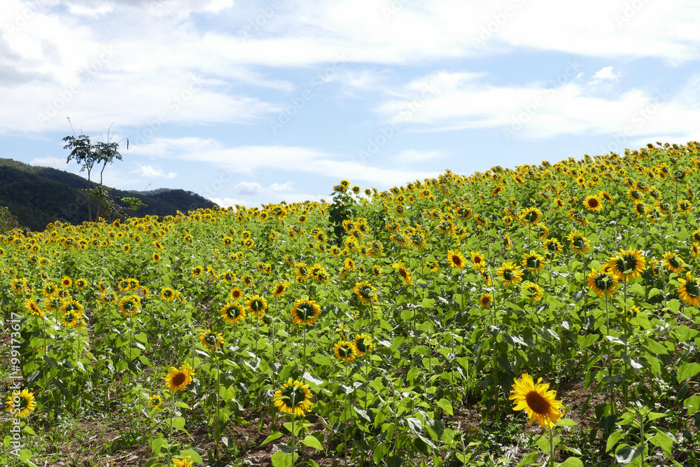 Obraz premium sunflower field on the mountain