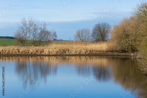 reeds at the pond