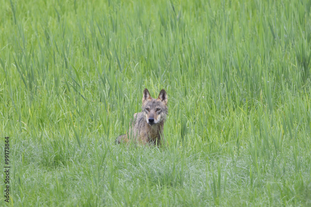 Europäischer Grauwolf in freier Wldbahn Europäischer Grauwolf in freier Wldbahn