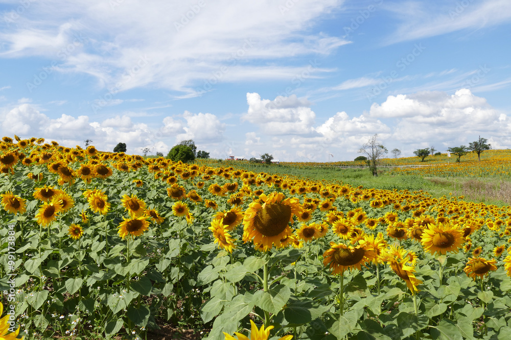 Obraz premium sunflower field on the mountain