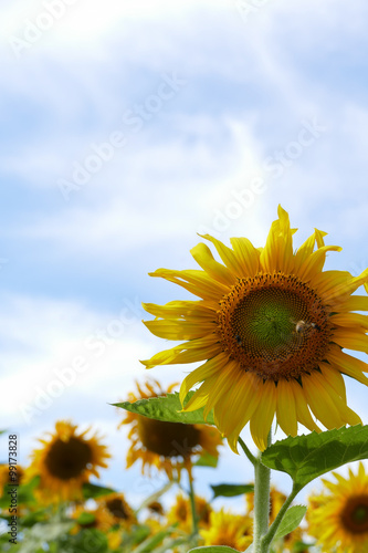 blooming sunflower with blue sky background