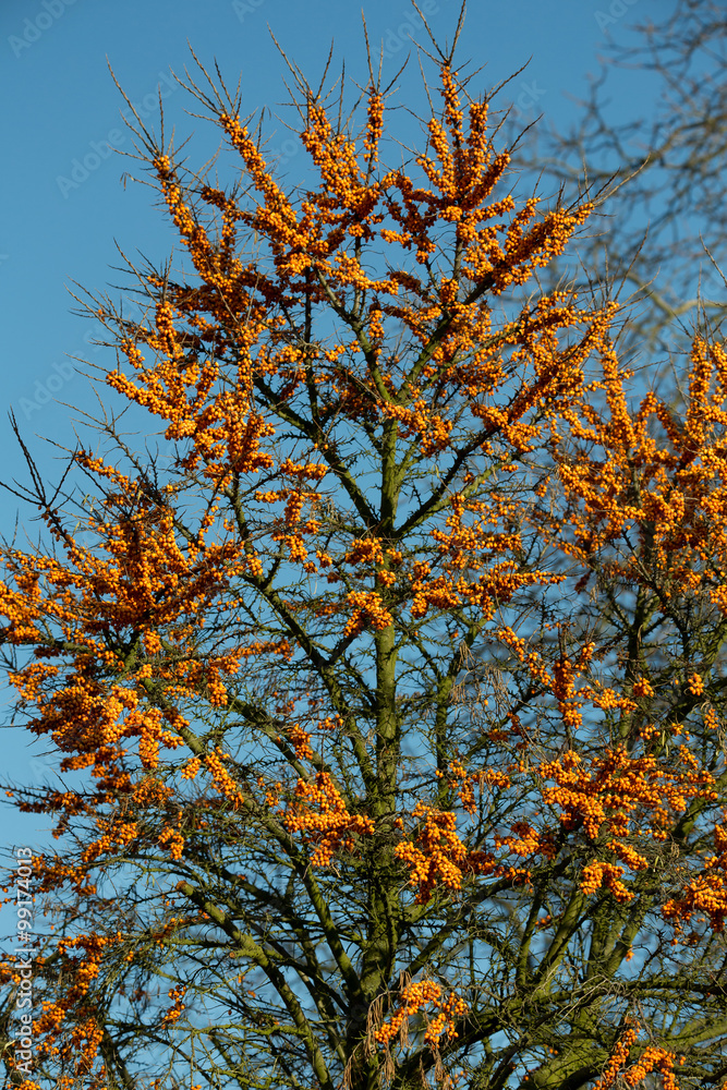 Fototapeta premium Sea buckthorn tree
